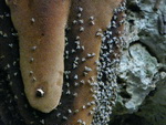 Ausflug Santo Domingo  Bienenstockin der Grotte Los Tre Ojos bei Santo Domingo (DOM).